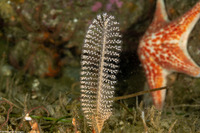 Virgularia sp.4 (Virgularia sp.4)