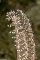 Virgularia sp.4 (Virgularia sp.4)