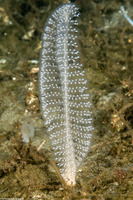 Virgularia sp.4 (Virgularia sp.4)