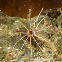 Praxillura maculata (Windmill Worm)