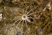 Praxillura maculata (Windmill Worm)