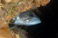 Sebastes flavidus (Yellowtail Rockfish)
