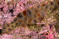 Myxicola sp.2 (Colonial Slime Tubeworm)