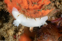 Diaulula sandiegensis (San Diego Dorid)