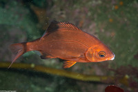 Embiotoca lateralis (Striped Seaperch)