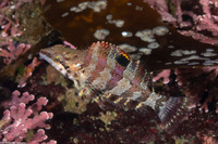 Oxylebius pictus (Painted Greenling)