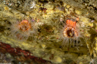 Paracyathus stearnsii (Brown Cup Coral)