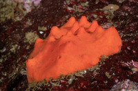 Acarnus erithacus (Red Volcano Sponge)