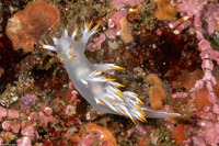 Dendronotus albus (White Dendronotus)