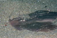 Platyrhinoidis triseriata (Thornback)