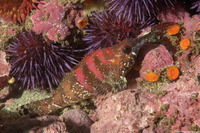 Oxylebius pictus (Painted Greenling)