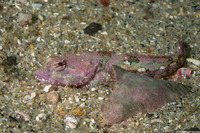 Artedius corallinus (Coralline Sculpin)