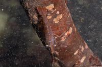 Heptacarpus stylus (Stiletto Shrimp)