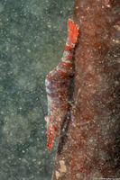 Heptacarpus palpator (Intertidal Coastal Shrimp)
