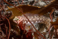 Rathbunella alleni (Stripefin Ronquil)