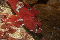 Scorpaenichthys marmoratus (Cabezon)