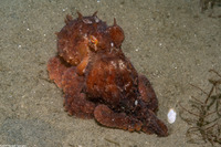 Octopus rubescens (Red Octopus)