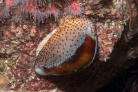 Neobernaya spadicea (Chestnut Cowry)