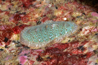 Lepidozona radians (Lepidozona Radians)