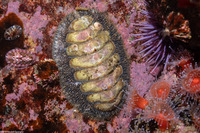 Mopalia lignosa (Woody Chiton)