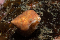 Calliostoma gloriosum (Glorious Top Snail)