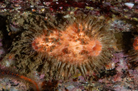 Halocynthia igaboja (Bristly Tunicate)