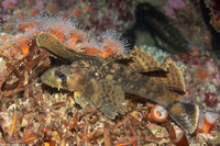 Nautichthys oculofasciatus (Sailfin Sculpin)
