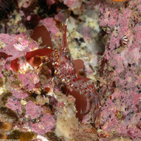 Pandalus danae (Dock Shrimp)