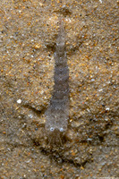 Crangon franciscorum (California Bay Shrimp)