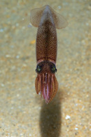 Doryteuthis opalescens (Market Squid)