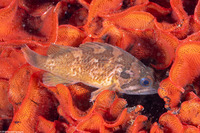 Sebastes carnatus (Gopher Rockfish)
