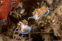 Hermissenda opalescens (Opalescent Nudibranch)