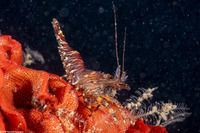 Heptacarpus palpator (Intertidal Coastal Shrimp)