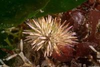 Strongylocentrotus purpuratus (Purple Sea Urchin)