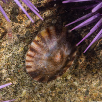 Lottia scutum (Pacific Plate Limpet)