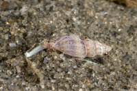 Mangelia crebricostata (Violet-Band Mangelia)