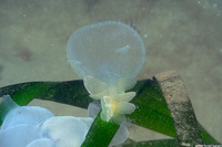 Melibe leonina (Lion's Mane Nudibranch)