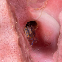 Aliaporcellana spongicola (Porcelain Crab)