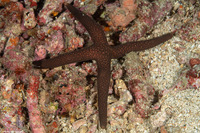 Nardoa galatheae (Brown Mesh Sea Star)