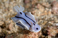 Chromodoris willani (Willan's Chromodoris)