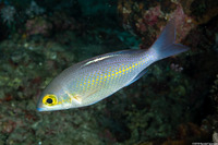 Scolopsis ciliata (Whitestreak Monocle Bream)