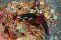 Nembrotha chamberlaini (Chamberlain's Nembrotha)