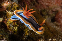 Chromodoris annae (Anna's Chromodoris)