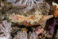 Glossodoris cincta (Girdled Glossodoris)