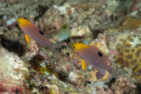 Chrysiptera talboti (Talbot's Damsel)