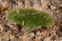 Avrainvillea obscura (Avrainvillea Obscura)