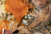 Thor amboinensis (Squat Shrimp)