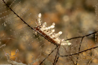 Eubranchus sp.1 (Eubranchus sp.1)