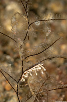 Caprella sp.1 (Skeleton Shrimp)