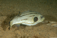 Arothron manilensis (Striped Puffer)